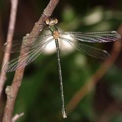 Lestes virens